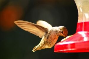 humming bird