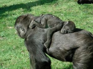 Mama & baby ape asleep