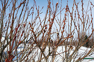 pussy willow in winter