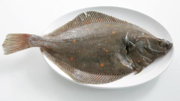 plaice_16x9
