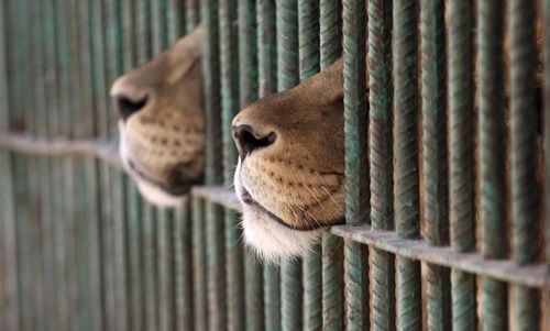 lions breathing through a cage