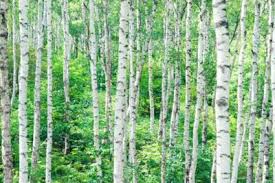 Birch trees