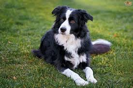 border collie