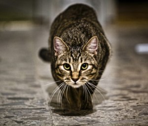 cat-ready-to-pounce-thinkstockphotos-511776453